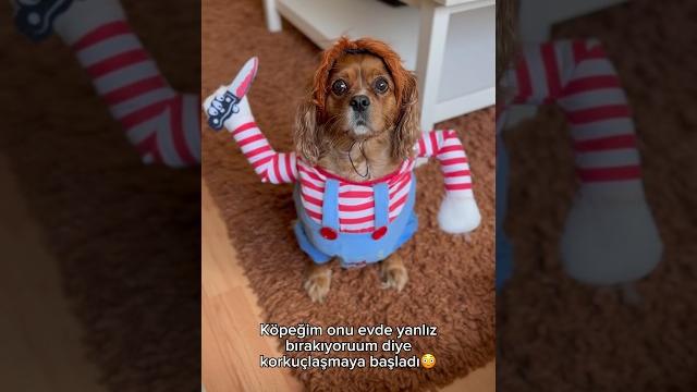 Uyarmıştımm #köpekvideoları #dog #shots Uyarmıştımm #köpekvideoları #dog #shots
