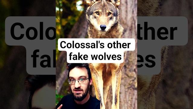 It gets worse #colossal #science #colossalbiosciences #direwolf #wolf #redwolf #biology #viralvideo It gets worse #colossal #science #colossalbiosciences #direwolf #wolf #redwolf #biology #viralvideo