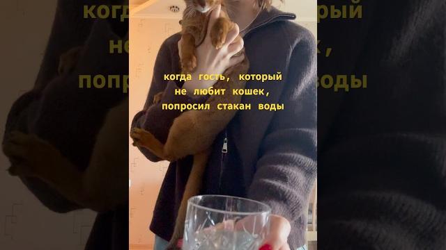 Оки #cat #cute #cutecat #прикольныекоты #кот #веселыекоты #абиссинскаякошка #приколы #подпишись Оки #cat #cute #cutecat #прикольныекоты #кот #веселыекоты #абиссинскаякошка #приколы #подпишись