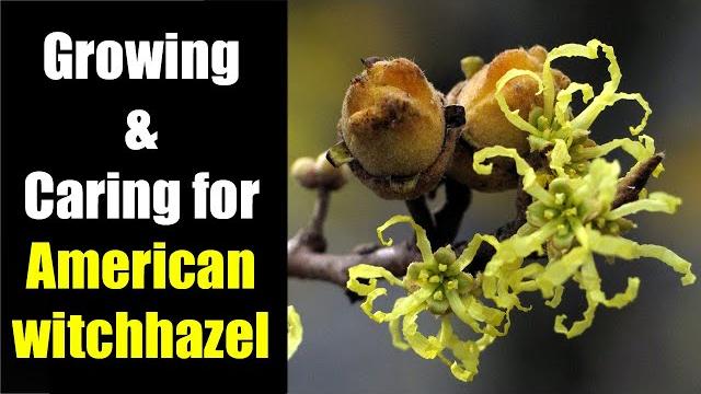 Growing & caring for american witchhazel Growing & caring for american witchhazel