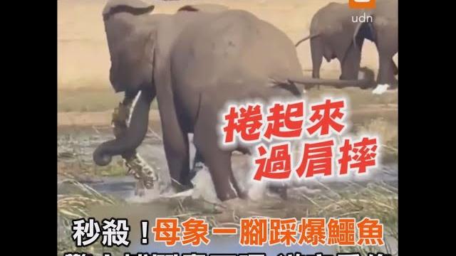 秒殺!母象一腳踩爆鱷魚 驚人搏鬥畫面曝|動物|pk|discovery 秒殺!母象一腳踩爆鱷魚 驚人搏鬥畫面曝|動物|pk|discovery