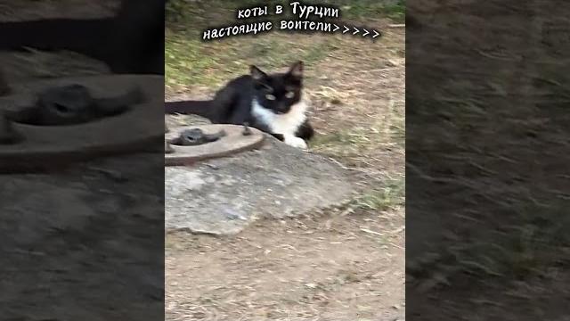 Настоящие воители(все фото мои) #warriorcats Настоящие воители(все фото мои) #warriorcats