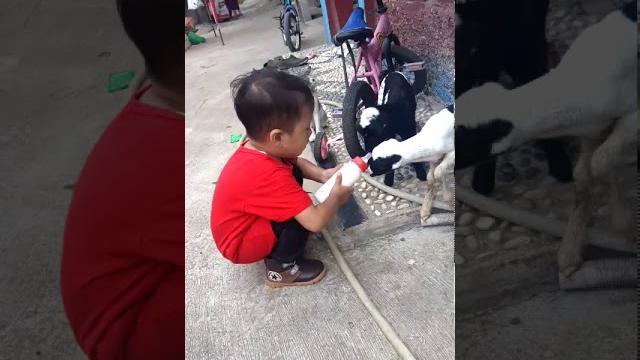 Kambing kepengen isep tete montok Kambing kepengen isep tete montok