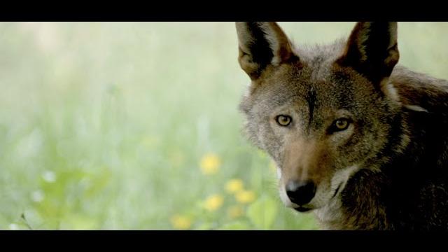 History & future of the american red wolf History & future of the american red wolf