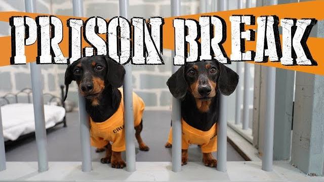 Ep 14: wiener dog prison break! — (funny dogs escaping jail) Ep 14: wiener dog prison break! — (funny dogs escaping jail)