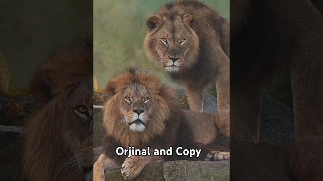 Orjinal and copy Orjinal and copy