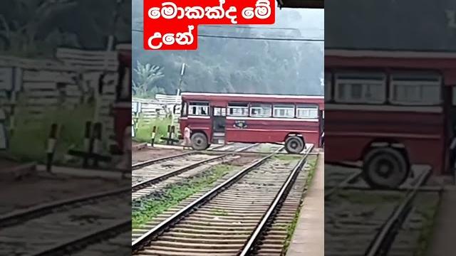 3.36 million views /bus stoped on railway crossing unexpectedly| heeloya srilanka |trainsl|bus 3.36 million views /bus stoped on railway crossing unexpectedly| heeloya srilanka |trainsl|bus
