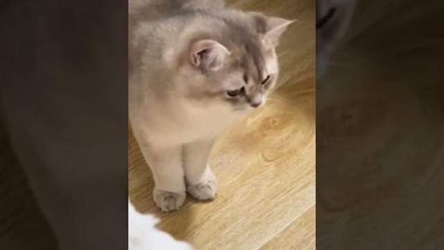 长不大的小朋友吖#记录猫咪日常 #猫咪 #我镜头下的小猫 #蓝金渐层 #小猫咪怼脸杀视频 长不大的小朋友吖#记录猫咪日常 #猫咪 #我镜头下的小猫 #蓝金渐层 #小猫咪怼脸杀视频