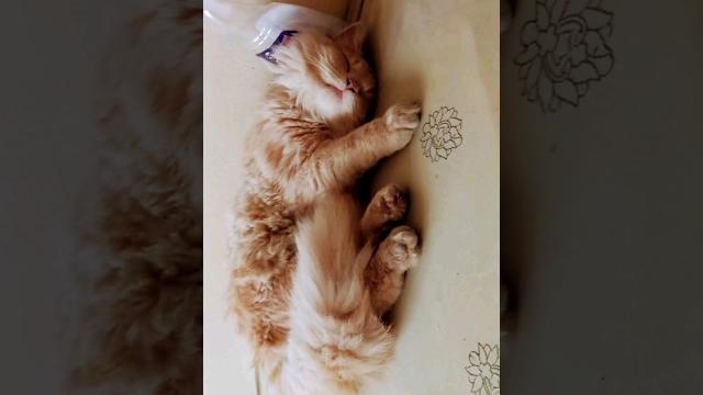 Cute cat #shorts #shortsvideo #cat #catvideos #funny #persiancat #trendingshorts #pets #animals #pur Cute cat #shorts #shortsvideo #cat #catvideos #funny #persiancat #trendingshorts #pets #animals #pur