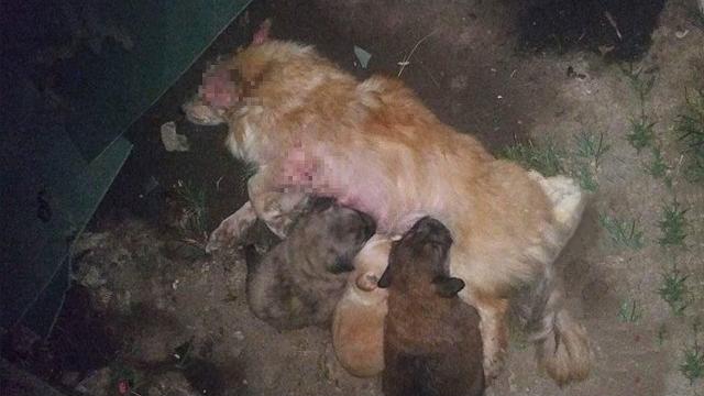 Mother dog was taught 'a lesson' with iron bar after chasing away a kid to protect her puppies... Mother dog was taught 'a lesson' with iron bar after chasing away a kid to protect her puppies...