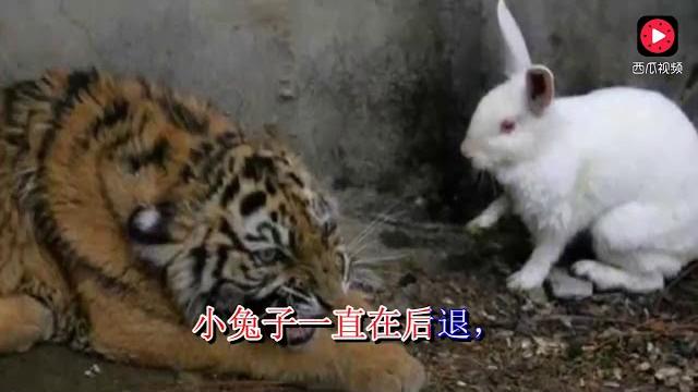 饲养员给老虎加餐,将兔子丢了进去,第二天去查看时顿时傻了眼 饲养员给老虎加餐,将兔子丢了进去,第二天去查看时顿时傻了眼