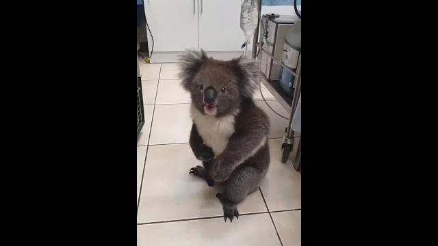 Adorable koala sings. Adorable koala sings.