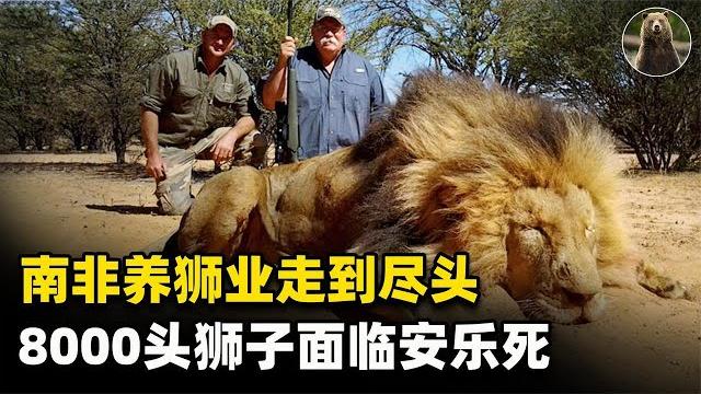 圈养狮子供富人猎杀,叫停南非“养狮业”,8000头狮子面临安乐死!【万物灵】 圈养狮子供富人猎杀,叫停南非“养狮业”,8000头狮子面临安乐死!【万物灵】