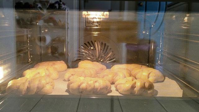 我在廚房忙什麼? ep.7 - taro bread 芝麻芋泥麵包 我在廚房忙什麼? ep.7 - taro bread 芝麻芋泥麵包