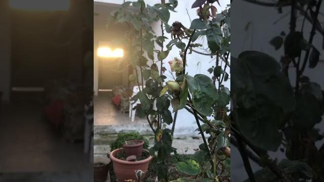 Köy vloğu Köy vloğu