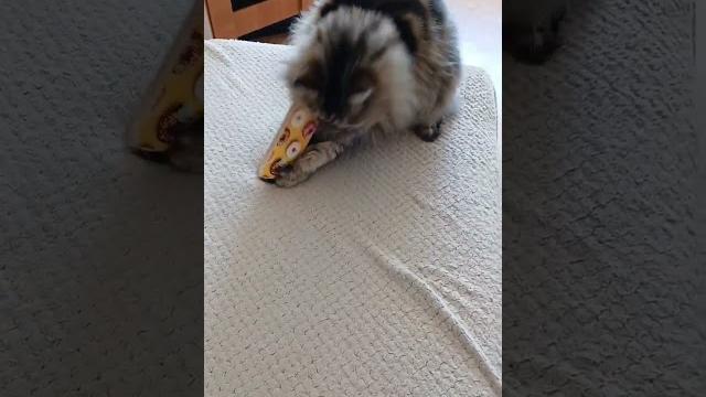 #барси #cat #красиваякошка #барси #cat #красиваякошка