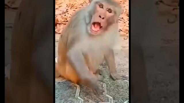 Detik-detik monyet kaget #funny #balon #monkey #cute Detik-detik monyet kaget #funny #balon #monkey #cute