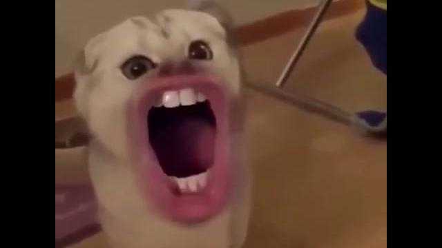 Silly cats with human mouths Silly cats with human mouths