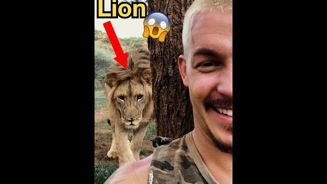 Lion sneaks up on human! Lion sneaks up on human!