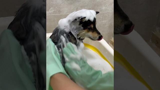 曼玉manyu每周沉浸式翻新asmr #柴犬 #豆柴 #抖音 #柴犬可愛い 曼玉manyu每周沉浸式翻新asmr #柴犬 #豆柴 #抖音 #柴犬可愛い