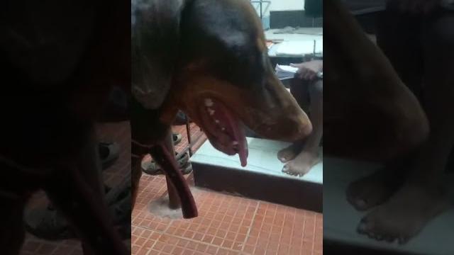 Brazer a doberman Brazer a doberman