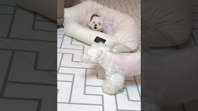 둘째 기강 잡던 큰언니 둘째 기강 잡던 큰언니
