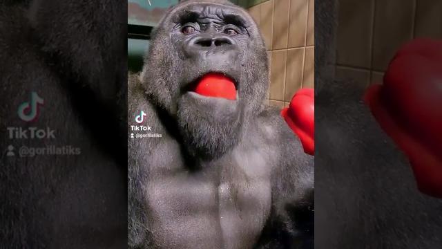 This silverback is enjoying his pepper! #silverback #gorilla #asmr #mukbang #eating #food This silverback is enjoying his pepper! #silverback #gorilla #asmr #mukbang #eating #food