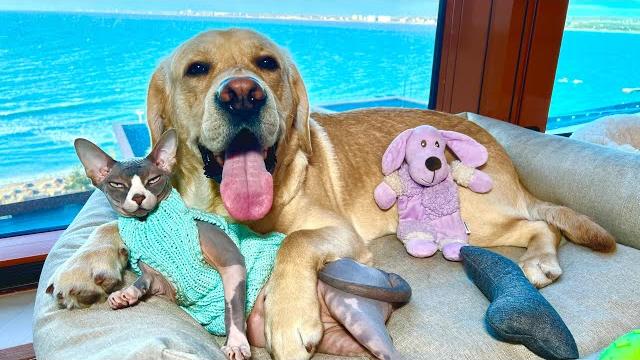 Дени и мэни на море заселились в самый дорогой комплекс города, с лучшим видом на море в стране Дени и мэни на море заселились в самый дорогой комплекс города, с лучшим видом на море в стране