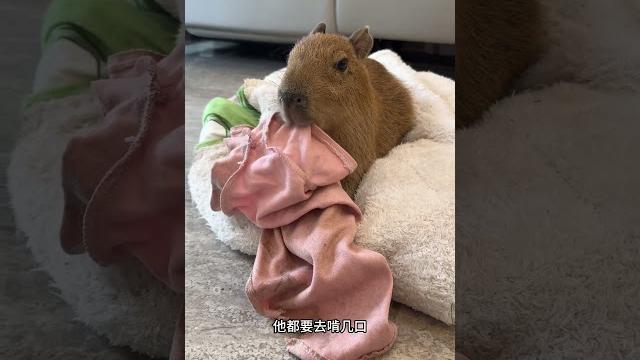卡皮巴拉原来是可以自产自销的 卡皮巴拉原来是可以自产自销的