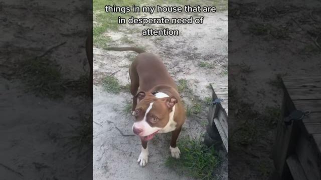 This boy had his own viral social media accounts #rescuedog #dog #cute #creator #tiktokviral This boy had his own viral social media accounts #rescuedog #dog #cute #creator #tiktokviral