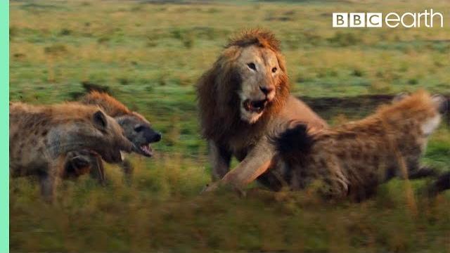 Lion trapped by clan of hyenas | dynasties | bbc earth Lion trapped by clan of hyenas | dynasties | bbc earth