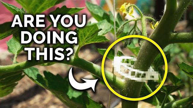The easiest tomato trellis method ever! The easiest tomato trellis method ever!