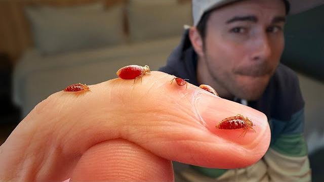 Bed bugs- what you've been told is totally false Bed bugs- what you've been told is totally false