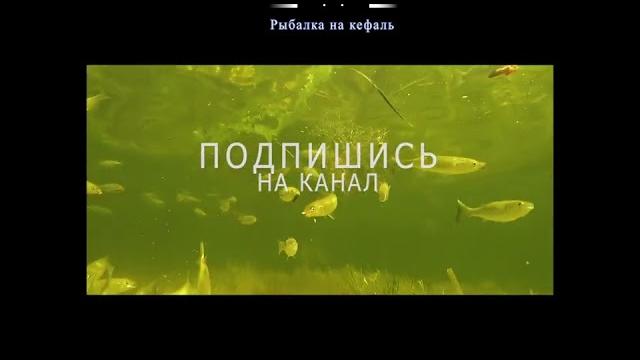 #shorts fishing, рыбалка, риболовля, pesca, balıqçılıq, 釣り, balık tutma, балық аулау, თევზჭერის #shorts fishing, рыбалка, риболовля, pesca, balıqçılıq, 釣り, balık tutma, балық аулау, თევზჭერის