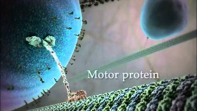 Kinesin protein walking on microtubule Kinesin protein walking on microtubule