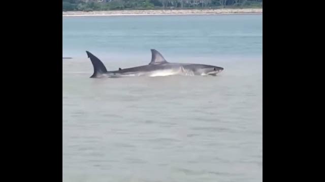 #wow#shark#city#moments#problem#sea#live#omg#omgpage#globe #animals#animalsvido#shorts#shortsvideo #wow#shark#city#moments#problem#sea#live#omg#omgpage#globe #animals#animalsvido#shorts#shortsvideo