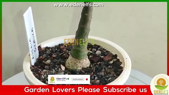 Adenia glauca caudex plant | eden elfs Adenia glauca caudex plant | eden elfs
