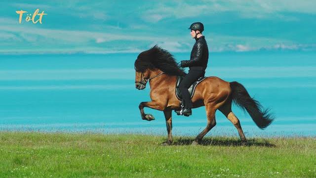 5 gaits of the icelandic horse 5 gaits of the icelandic horse