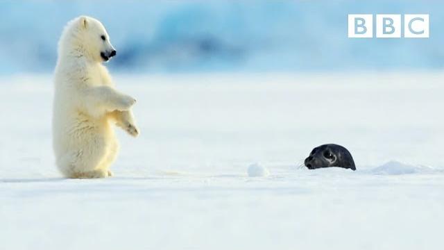 Polar bear cub is surprised by a seal - snow bears: preview - bbc Polar bear cub is surprised by a seal - snow bears: preview - bbc
