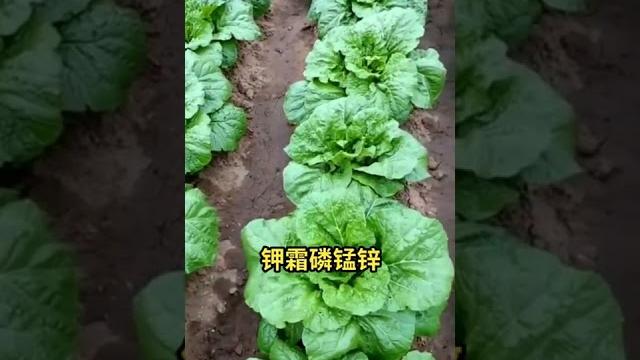 8 大白菜霜霉病就是长黄斑,严重影响大白菜的品质,记住这个方法让你的白菜品项好长的大 #快手农技人 #农业技术 #种植小技巧 @快手三农o3xhqbb3ibyungcs @快手热点o3xddgkd5f 8 大白菜霜霉病就是长黄斑,严重影响大白菜的品质,记住这个方法让你的白菜品项好长的大 #快手农技人 #农业技术 #种植小技巧 @快手三农o3xhqbb3ibyungcs @快手热点o3xddgkd5f