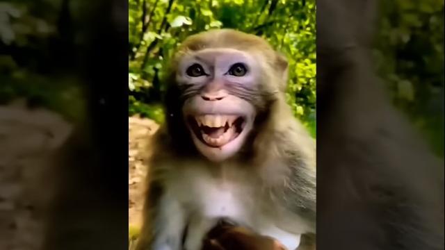 Nakal utaarta hai #comedy #funny #monkey #sorts Nakal utaarta hai #comedy #funny #monkey #sorts