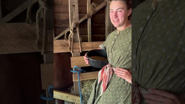#milking gracie is a #twice #daily #chore. #dairy #cow #heritage #breed #museum #history #shorts #milking gracie is a #twice #daily #chore. #dairy #cow #heritage #breed #museum #history #shorts