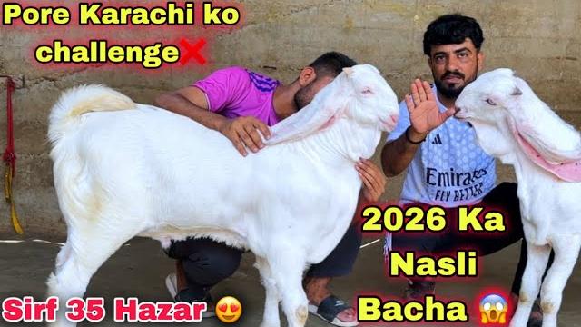 Wali kareem goat farm 2026 ka nasli gulabi bacha or teddy bakra le aya || bakra mandi 2026 Wali kareem goat farm 2026 ka nasli gulabi bacha or teddy bakra le aya || bakra mandi 2026