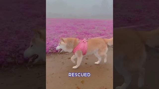 Kabosu(doge) passed away #rip #dogecoin Kabosu(doge) passed away #rip #dogecoin