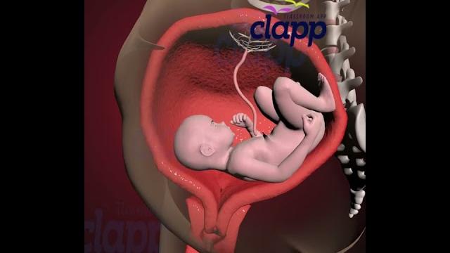 Amazing struggles of baby inside the womb (3d animation) Amazing struggles of baby inside the womb (3d animation)