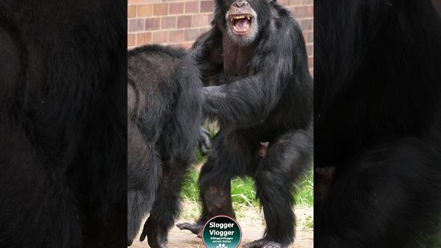 Chester zoo chimp capers #chimpanzee #chester Chester zoo chimp capers #chimpanzee #chester