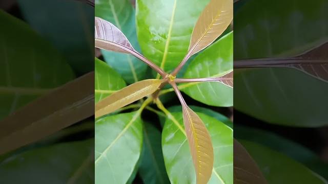 Mango plant #nature #mango #viral Mango plant #nature #mango #viral