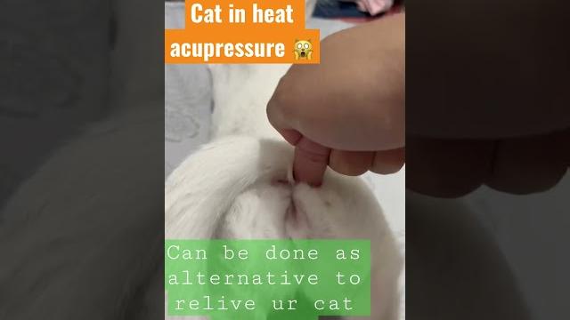 Cat in heat acupressure do you also perform this? Cat in heat acupressure do you also perform this?