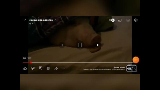 Свинья под одеялом (видео не моё) Свинья под одеялом (видео не моё)