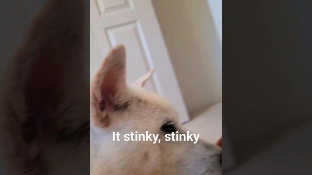 Opps i farted again. #dog #cute #jindo #puppy Opps i farted again. #dog #cute #jindo #puppy